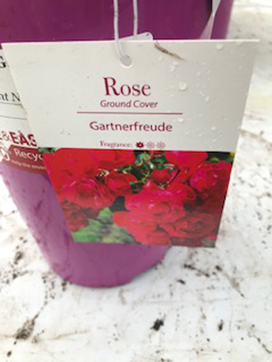 Rose - Gartnerfreude